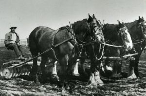 Bob Gardner with draught horses Colony Farm 1920s